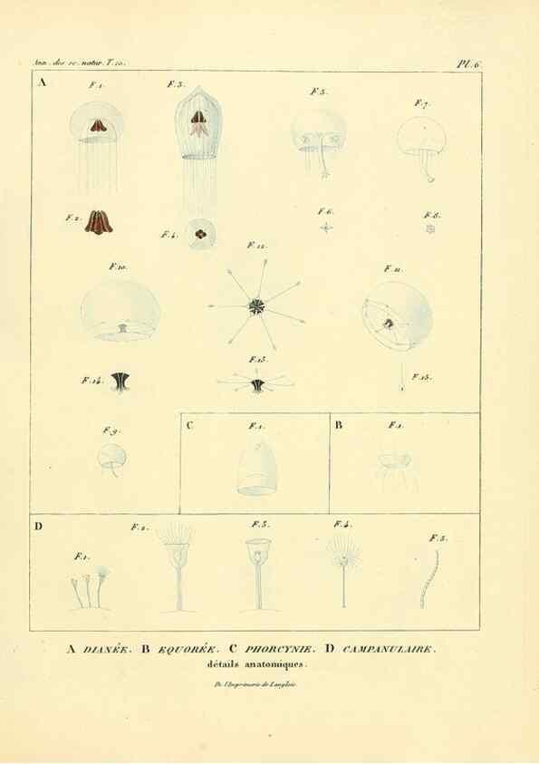 Reproducción/Reproduction 49773653142: Annales des sciences naturelles :. Paris :Crochard. 