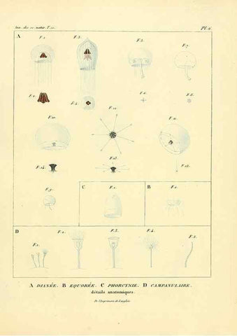 Reproducción/Reproduction 49773653142: Annales des sciences naturelles :. Paris :Crochard. 