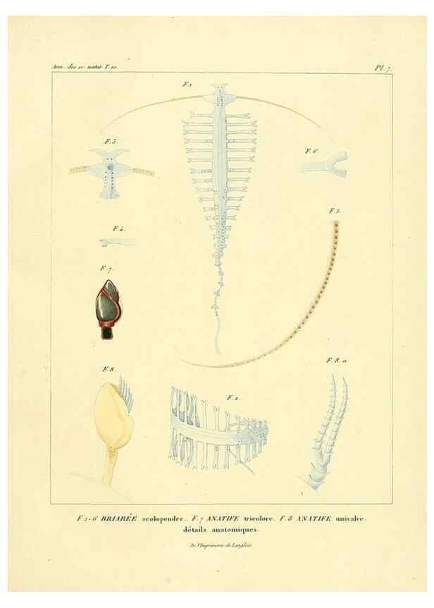 Reproducción/Reproduction 49773653332: Annales des sciences naturelles :. Paris :Crochard. 