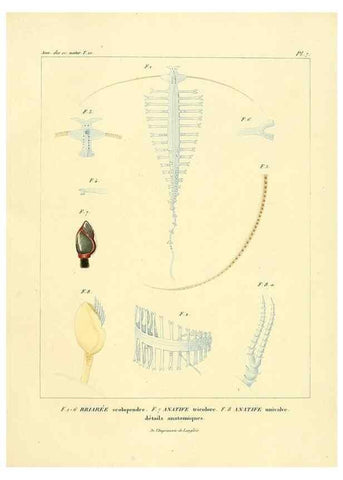Reproducción/Reproduction 49773653332: Annales des sciences naturelles :. Paris :Crochard. 