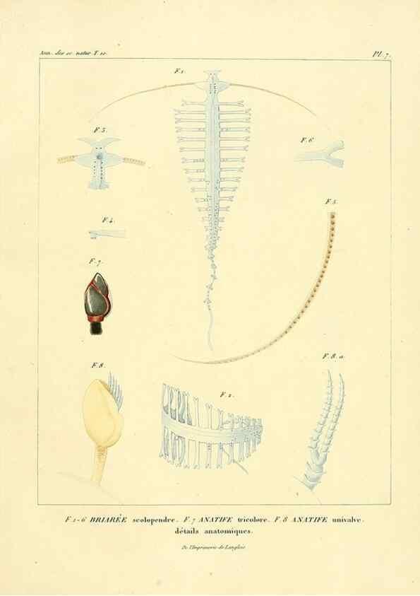 Reproducción/Reproduction 49773653332: Annales des sciences naturelles :. Paris :Crochard. 