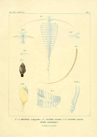 Reproducción/Reproduction 49773653332: Annales des sciences naturelles :. Paris :Crochard. 