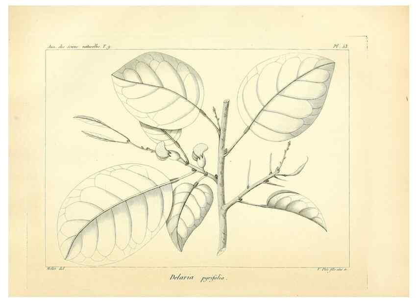 Reproducción/Reproduction 49773323226: Annales des sciences naturelles :. Paris :Crochard. 