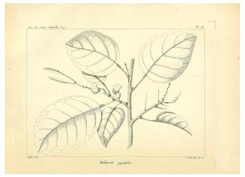 Reproducción/Reproduction 49773323226: Annales des sciences naturelles :. Paris :Crochard. 