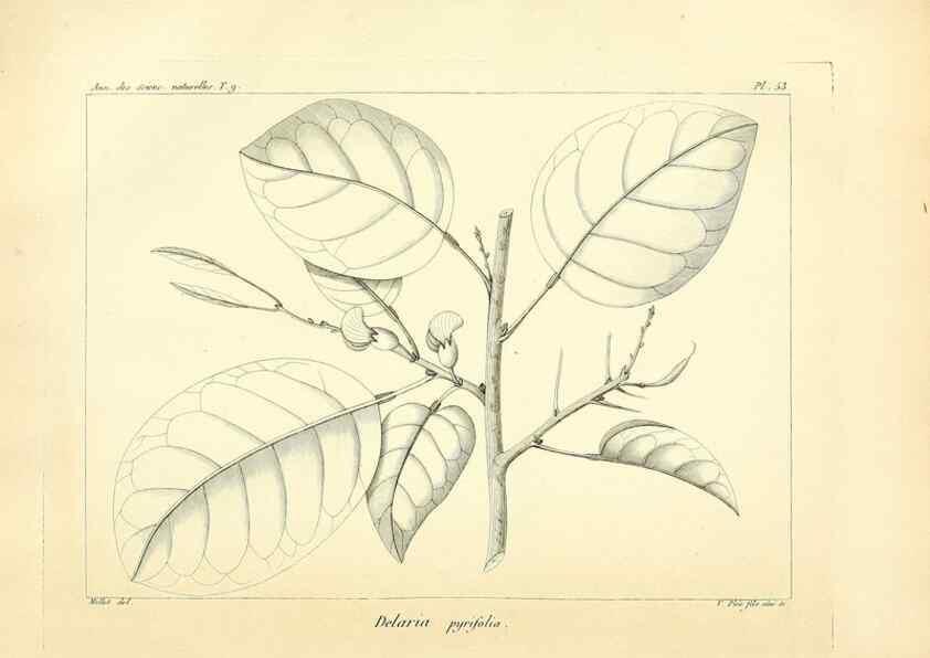 Reproducción/Reproduction 49773323226: Annales des sciences naturelles :. Paris :Crochard. 