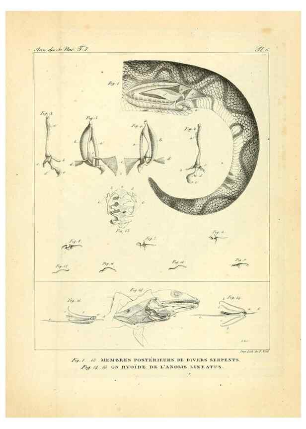 Reproducción/Reproduction 49773310556: Annales des sciences naturelles :. Paris :Crochard. 