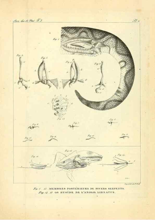 Reproducción/Reproduction 49773310556: Annales des sciences naturelles :. Paris :Crochard. 