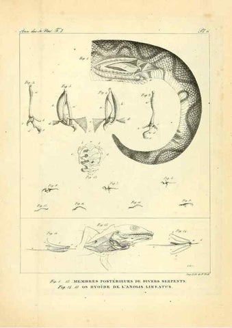 Reproducción/Reproduction 49773310556: Annales des sciences naturelles :. Paris :Crochard. 