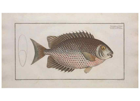 Reproducción/Reproduction 49773716771: Ichtyologie, ou, Histoire naturelle, générale et particulière des poissons :. A Berlin :Chez l'auteur, & chez François de la Garde libraire,1785-1797.. 