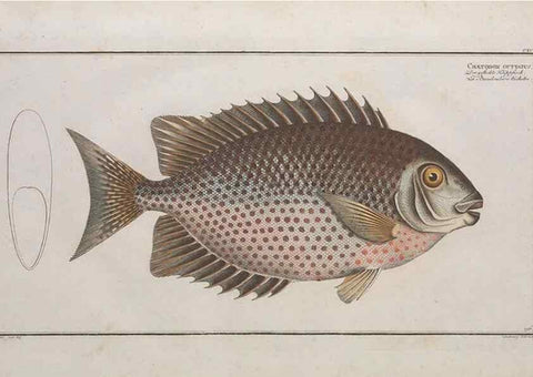 Reproducción/Reproduction 49773716771: Ichtyologie, ou, Histoire naturelle, générale et particulière des poissons :. A Berlin :Chez l'auteur, & chez François de la Garde libraire,1785-1797.. 