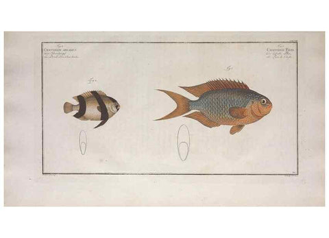Reproducción/Reproduction 49773717436: Ichtyologie, ou, Histoire naturelle, générale et particulière des poissons :. A Berlin :Chez l'auteur, & chez François de la Garde libraire,1785-1797.. 