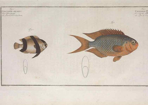 Reproducción/Reproduction 49773717436: Ichtyologie, ou, Histoire naturelle, générale et particulière des poissons :. A Berlin :Chez l'auteur, & chez François de la Garde libraire,1785-1797.. 