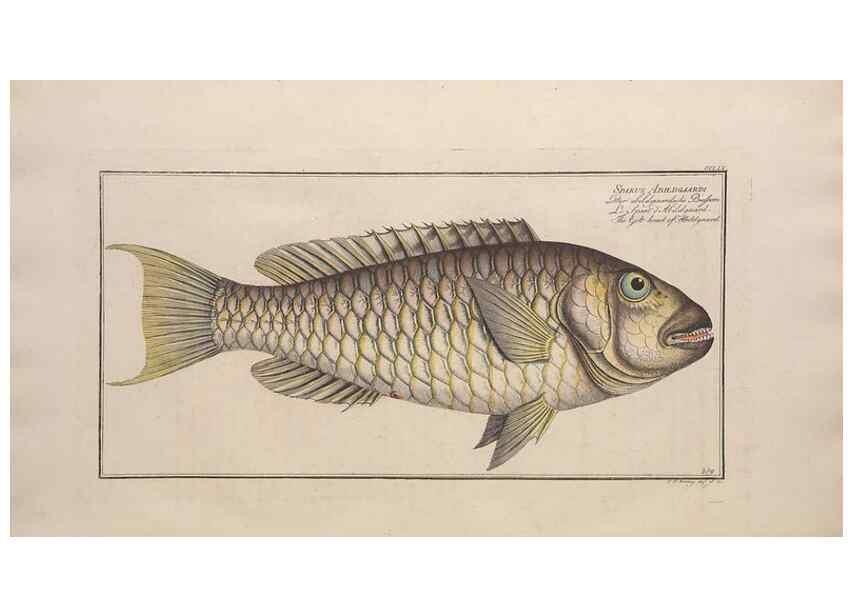 Reproducción/Reproduction 49774613782: Ichtyologie, ou, Histoire naturelle, générale et particulière des poissons :. A Berlin :Chez l'auteur, & chez François de la Garde libraire,1785-1797.. 
