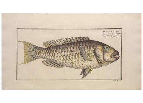 Reproducción/Reproduction 49774613782: Ichtyologie, ou, Histoire naturelle, générale et particulière des poissons :. A Berlin :Chez l'auteur, & chez François de la Garde libraire,1785-1797.. 
