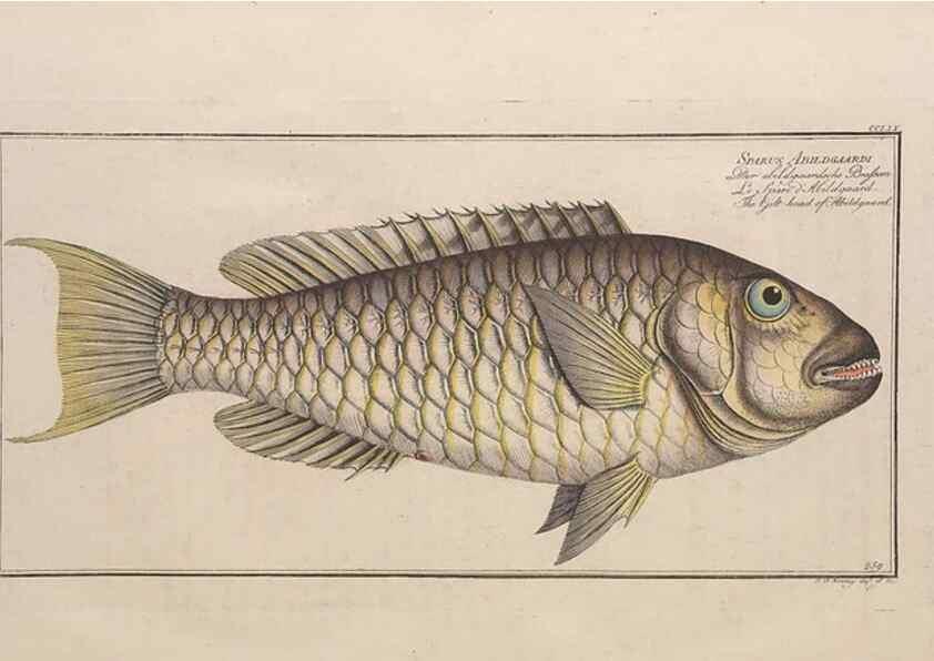 Reproducción/Reproduction 49774613782: Ichtyologie, ou, Histoire naturelle, générale et particulière des poissons :. A Berlin :Chez l'auteur, & chez François de la Garde libraire,1785-1797.. 