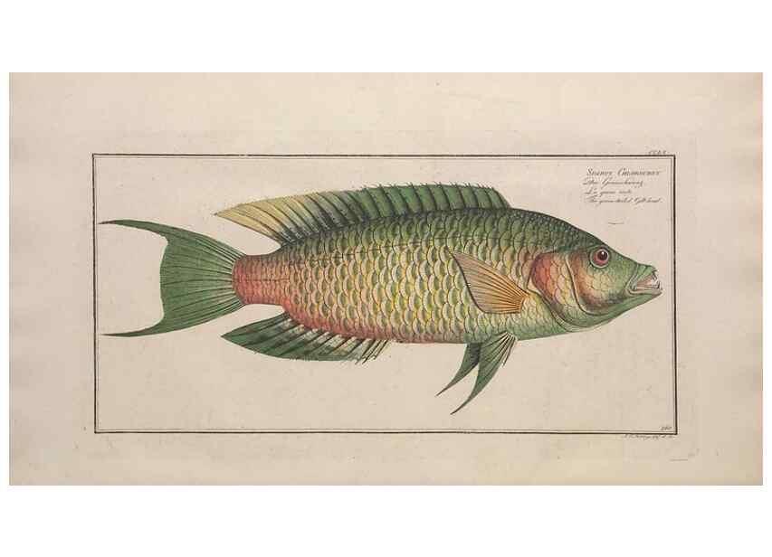 Reproducción/Reproduction 49774614197: Ichtyologie, ou, Histoire naturelle, générale et particulière des poissons :. A Berlin :Chez l'auteur, & chez François de la Garde libraire,1785-1797.. 