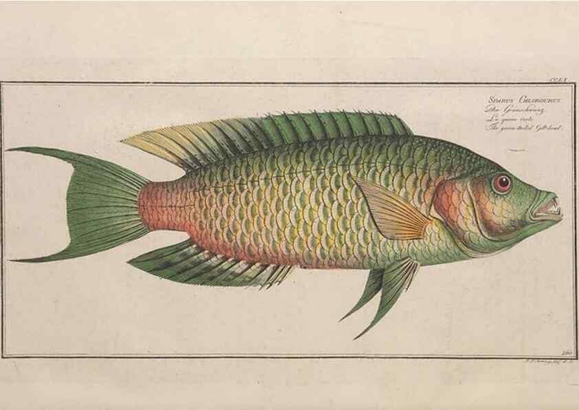 Reproducción/Reproduction 49774614197: Ichtyologie, ou, Histoire naturelle, générale et particulière des poissons :. A Berlin :Chez l'auteur, & chez François de la Garde libraire,1785-1797.. 