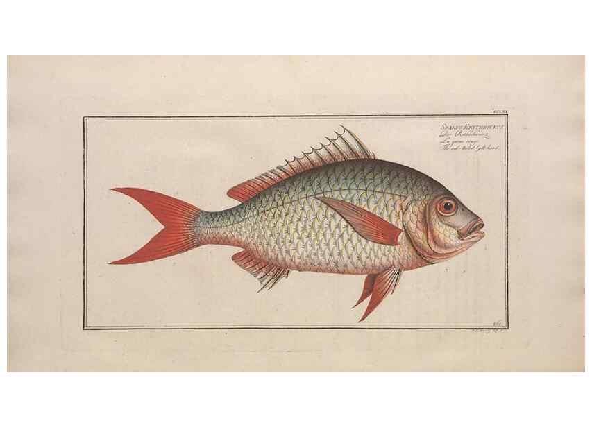 Reproducción/Reproduction 49774614507: Ichtyologie, ou, Histoire naturelle, générale et particulière des poissons :. A Berlin :Chez l'auteur, & chez François de la Garde libraire,1785-1797.. 
