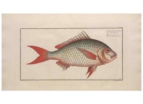 Reproducción/Reproduction 49774614507: Ichtyologie, ou, Histoire naturelle, générale et particulière des poissons :. A Berlin :Chez l'auteur, & chez François de la Garde libraire,1785-1797.. 