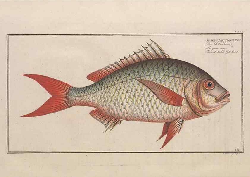 Reproducción/Reproduction 49774614507: Ichtyologie, ou, Histoire naturelle, générale et particulière des poissons :. A Berlin :Chez l'auteur, & chez François de la Garde libraire,1785-1797.. 