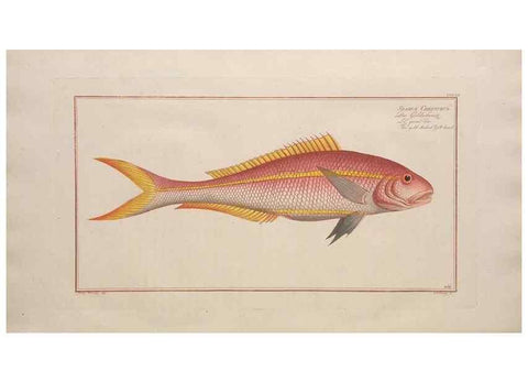 Reproducción/Reproduction 49773754093: Ichtyologie, ou, Histoire naturelle, générale et particulière des poissons :. A Berlin :Chez l'auteur, & chez François de la Garde libraire,1785-1797.. 