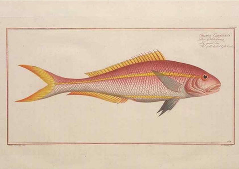 Reproducción/Reproduction 49773754093: Ichtyologie, ou, Histoire naturelle, générale et particulière des poissons :. A Berlin :Chez l'auteur, & chez François de la Garde libraire,1785-1797.. 