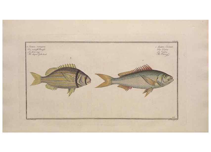 Reproducción/Reproduction 49774283921: Ichtyologie, ou, Histoire naturelle, générale et particulière des poissons :. A Berlin :Chez l'auteur, & chez François de la Garde libraire,1785-1797.. 