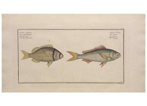 Reproducción/Reproduction 49774283921: Ichtyologie, ou, Histoire naturelle, générale et particulière des poissons :. A Berlin :Chez l'auteur, & chez François de la Garde libraire,1785-1797.. 