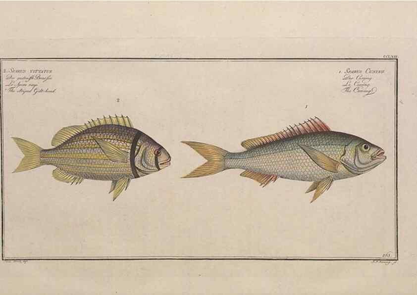 Reproducción/Reproduction 49774283921: Ichtyologie, ou, Histoire naturelle, générale et particulière des poissons :. A Berlin :Chez l'auteur, & chez François de la Garde libraire,1785-1797.. 