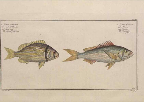 Reproducción/Reproduction 49774283921: Ichtyologie, ou, Histoire naturelle, générale et particulière des poissons :. A Berlin :Chez l'auteur, & chez François de la Garde libraire,1785-1797.. 