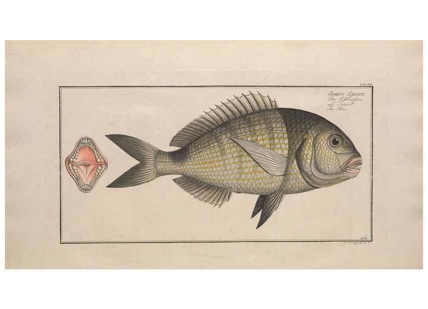 Reproducción/Reproduction 49774615407: Ichtyologie, ou, Histoire naturelle, générale et particulière des poissons :. A Berlin :Chez l'auteur, & chez François de la Garde libraire,1785-1797.. 