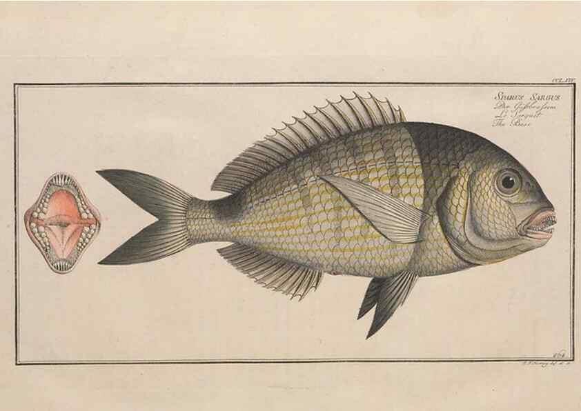 Reproducción/Reproduction 49774615407: Ichtyologie, ou, Histoire naturelle, générale et particulière des poissons :. A Berlin :Chez l'auteur, & chez François de la Garde libraire,1785-1797.. 