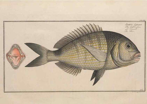 Reproducción/Reproduction 49774615407: Ichtyologie, ou, Histoire naturelle, générale et particulière des poissons :. A Berlin :Chez l'auteur, & chez François de la Garde libraire,1785-1797.. 