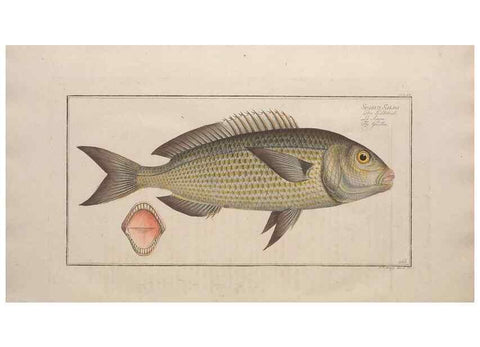 Reproducción/Reproduction 49774284566: Ichtyologie, ou, Histoire naturelle, générale et particulière des poissons :. A Berlin :Chez l'auteur, & chez François de la Garde libraire,1785-1797.. 