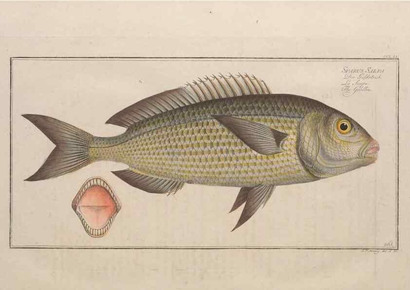 Reproducción/Reproduction 49774284566: Ichtyologie, ou, Histoire naturelle, générale et particulière des poissons :. A Berlin :Chez l'auteur, & chez François de la Garde libraire,1785-1797.. 