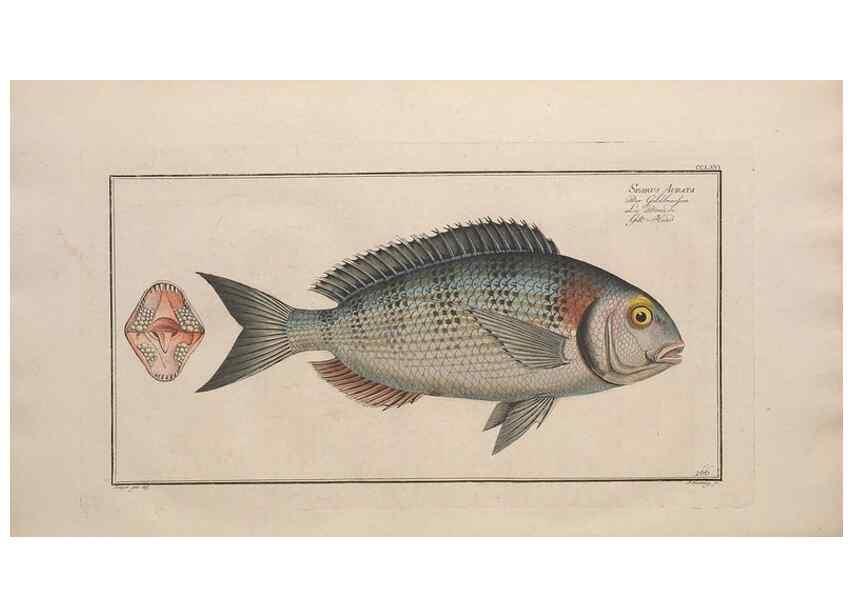 Reproducción/Reproduction 49774616182: Ichtyologie, ou, Histoire naturelle, générale et particulière des poissons :. A Berlin :Chez l'auteur, & chez François de la Garde libraire,1785-1797.. 