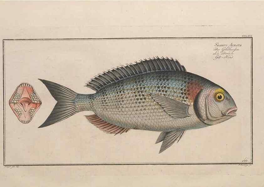 Reproducción/Reproduction 49774616182: Ichtyologie, ou, Histoire naturelle, générale et particulière des poissons :. A Berlin :Chez l'auteur, & chez François de la Garde libraire,1785-1797.. 