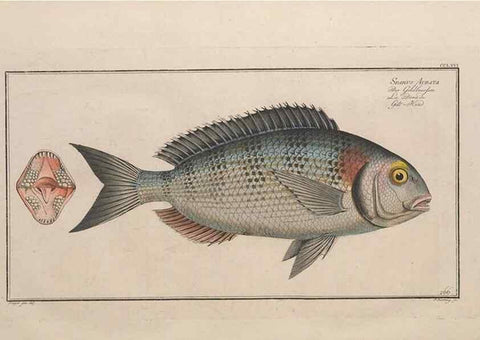 Reproducción/Reproduction 49774616182: Ichtyologie, ou, Histoire naturelle, générale et particulière des poissons :. A Berlin :Chez l'auteur, & chez François de la Garde libraire,1785-1797.. 