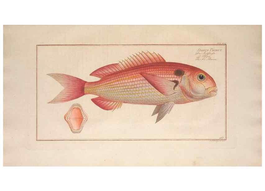 Reproducción/Reproduction 49773755913: Ichtyologie, ou, Histoire naturelle, générale et particulière des poissons :. A Berlin :Chez l'auteur, & chez François de la Garde libraire,1785-1797.. 