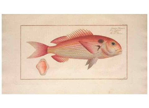Reproducción/Reproduction 49773755913: Ichtyologie, ou, Histoire naturelle, générale et particulière des poissons :. A Berlin :Chez l'auteur, & chez François de la Garde libraire,1785-1797.. 