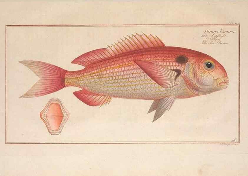 Reproducción/Reproduction 49773755913: Ichtyologie, ou, Histoire naturelle, générale et particulière des poissons :. A Berlin :Chez l'auteur, & chez François de la Garde libraire,1785-1797.. 