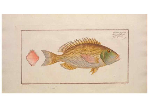 Reproducción/Reproduction 49773756213: Ichtyologie, ou, Histoire naturelle, générale et particulière des poissons :. A Berlin :Chez l'auteur, & chez François de la Garde libraire,1785-1797.. 