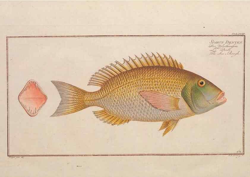 Reproducción/Reproduction 49773756213: Ichtyologie, ou, Histoire naturelle, générale et particulière des poissons :. A Berlin :Chez l'auteur, & chez François de la Garde libraire,1785-1797.. 