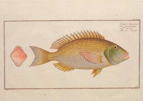 Reproducción/Reproduction 49773756213: Ichtyologie, ou, Histoire naturelle, générale et particulière des poissons :. A Berlin :Chez l'auteur, & chez François de la Garde libraire,1785-1797.. 