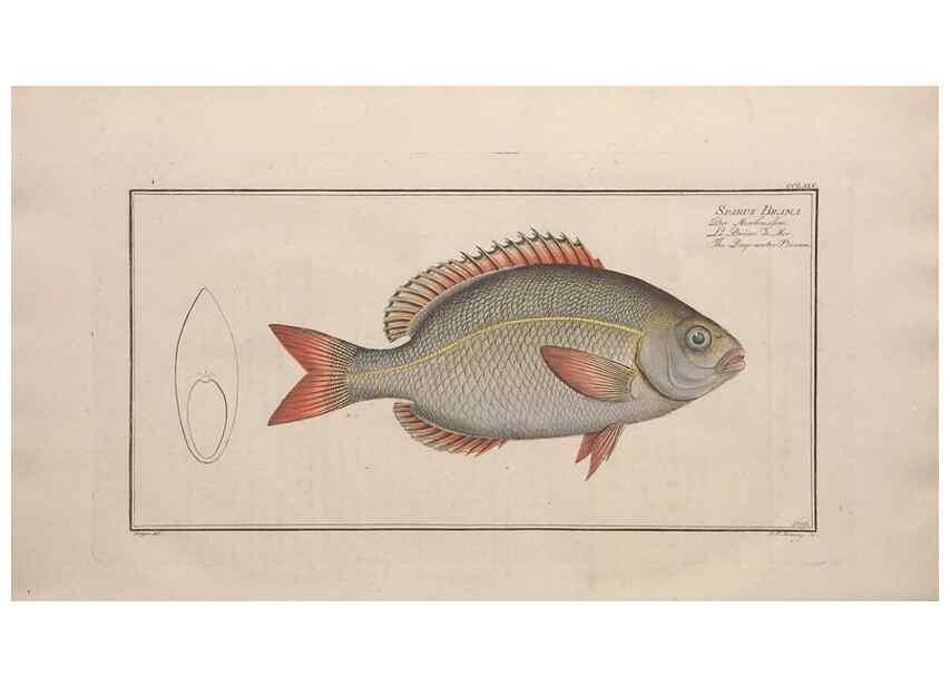 Reproducción/Reproduction 49774617357: Ichtyologie, ou, Histoire naturelle, générale et particulière des poissons :. A Berlin :Chez l'auteur, & chez François de la Garde libraire,1785-1797.. 