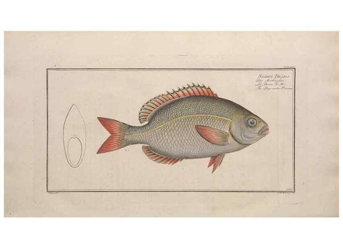 Reproducción/Reproduction 49774617357: Ichtyologie, ou, Histoire naturelle, générale et particulière des poissons :. A Berlin :Chez l'auteur, & chez François de la Garde libraire,1785-1797.. 