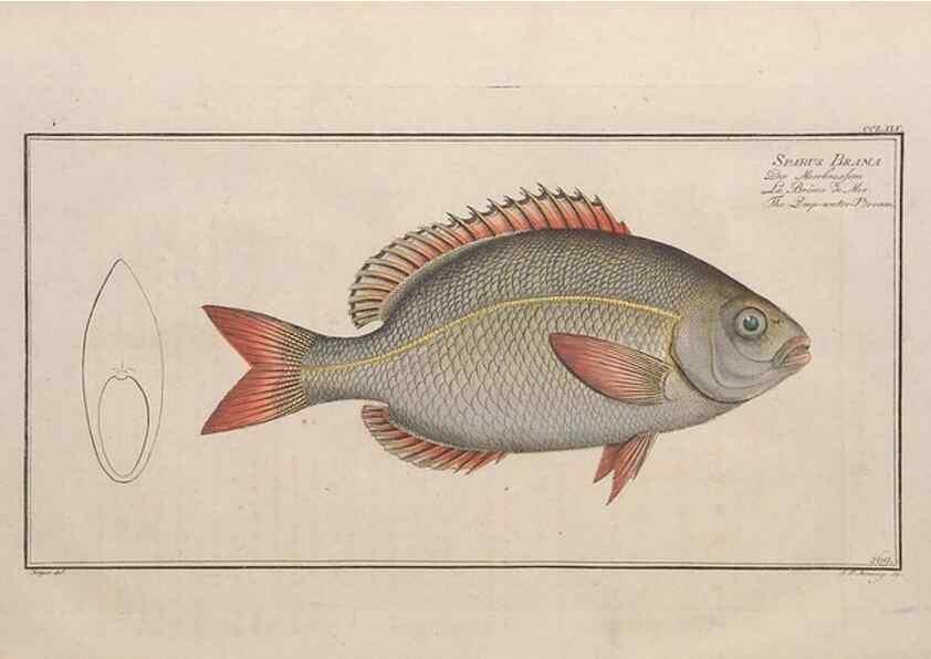 Reproducción/Reproduction 49774617357: Ichtyologie, ou, Histoire naturelle, générale et particulière des poissons :. A Berlin :Chez l'auteur, & chez François de la Garde libraire,1785-1797.. 