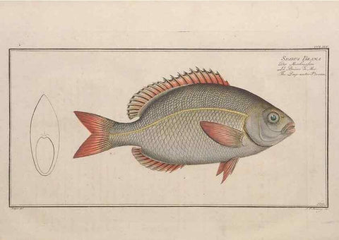 Reproducción/Reproduction 49774617357: Ichtyologie, ou, Histoire naturelle, générale et particulière des poissons :. A Berlin :Chez l'auteur, & chez François de la Garde libraire,1785-1797.. 