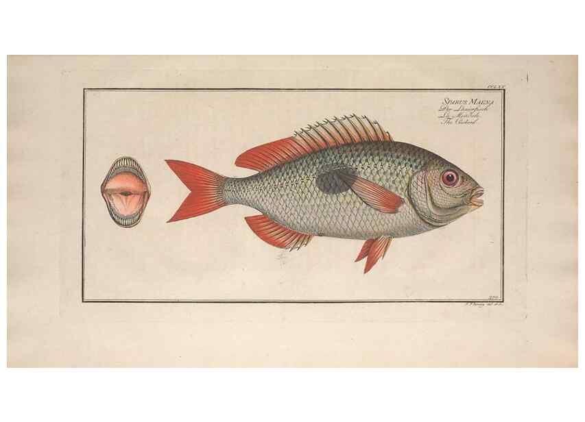 Reproducción/Reproduction 49773757023: Ichtyologie, ou, Histoire naturelle, générale et particulière des poissons :. A Berlin :Chez l'auteur, & chez François de la Garde libraire,1785-1797.. 