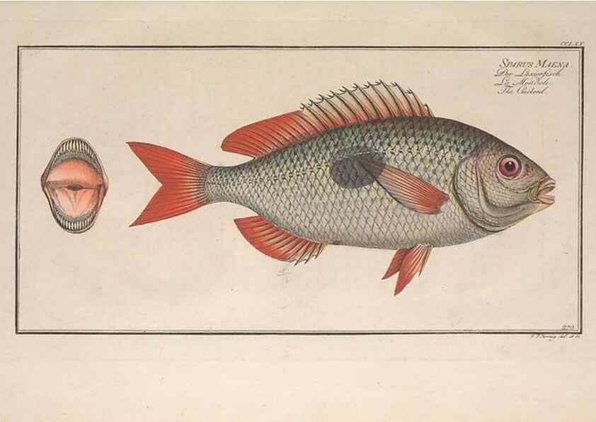 Reproducción/Reproduction 49773757023: Ichtyologie, ou, Histoire naturelle, générale et particulière des poissons :. A Berlin :Chez l'auteur, & chez François de la Garde libraire,1785-1797.. 